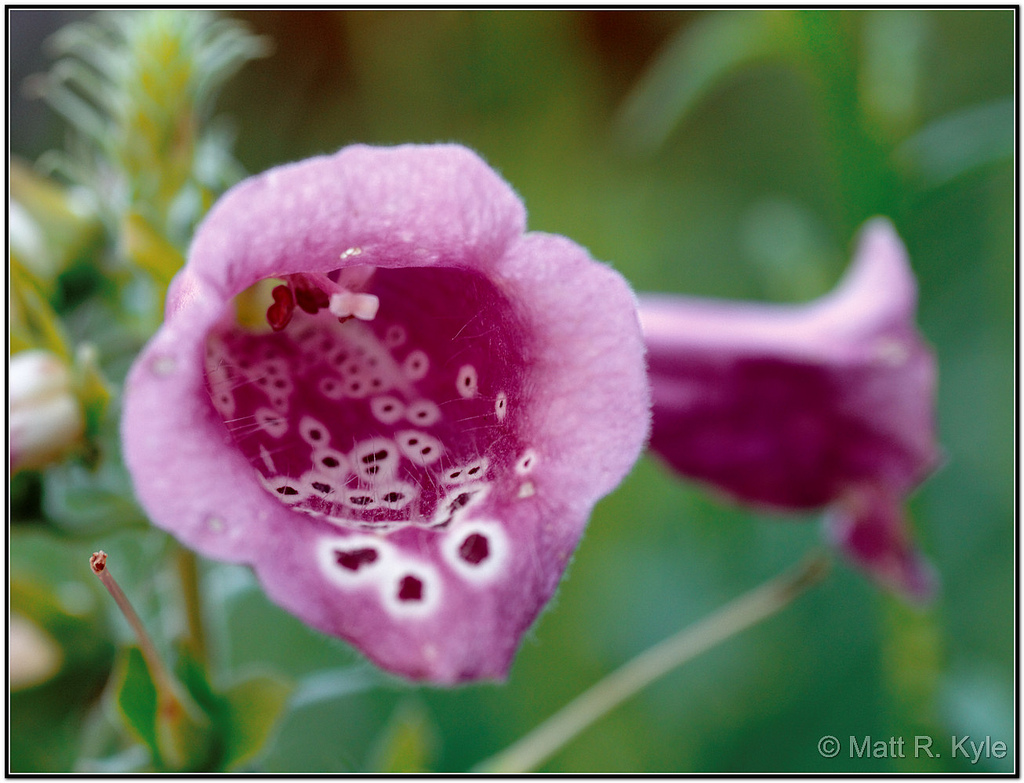 Digitalis Purpurea